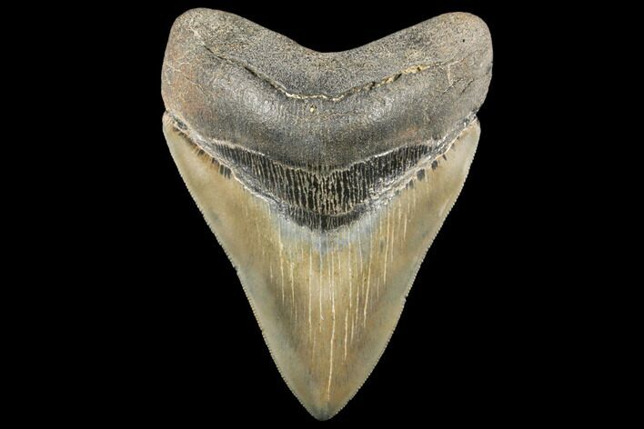 Serrated, Fossil Megalodon Tooth - Collector Quality #134282